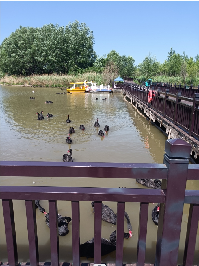 黑天鵝.png
