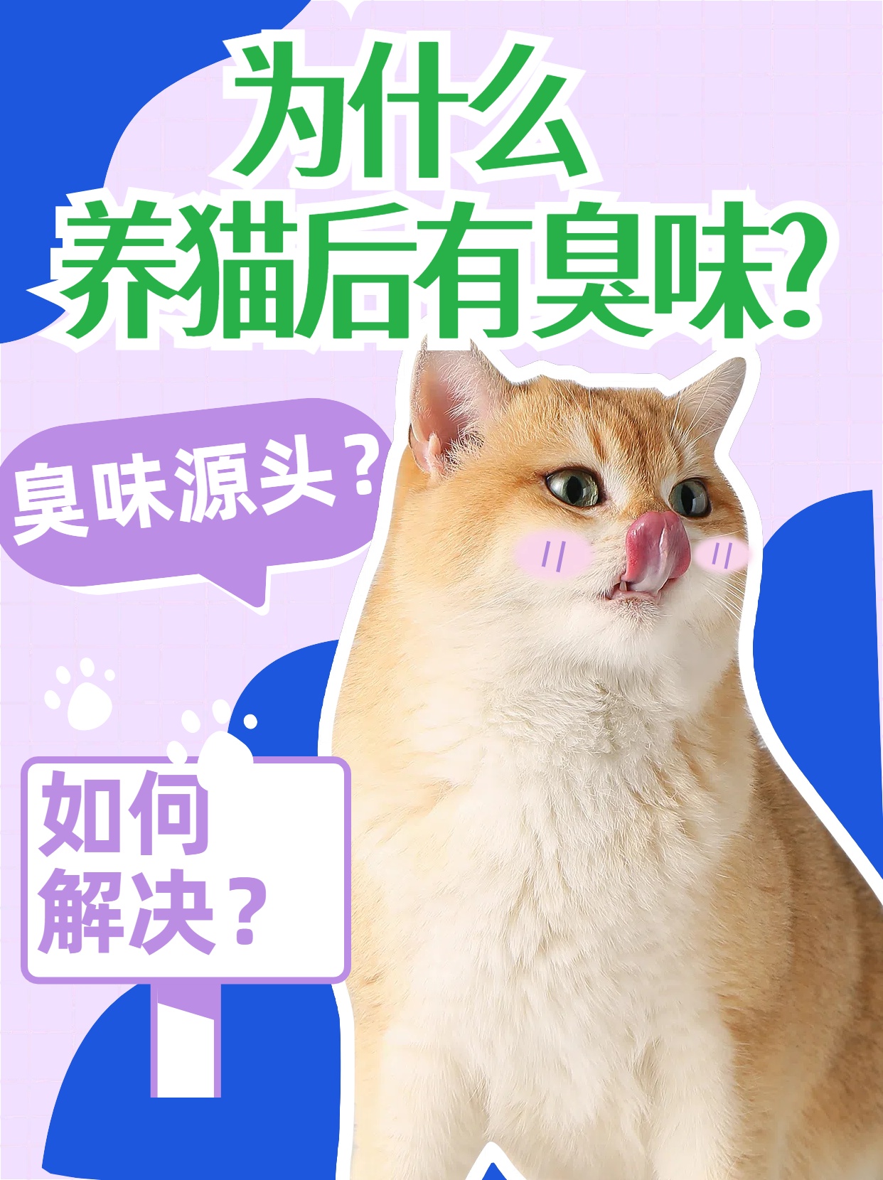 為什么養貓后有臭味.jpg